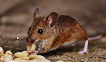 Find Exterminators in Manassas City County